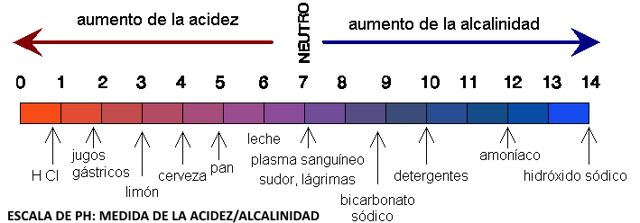 El equilibrio de los ácidos y las bases en los líquidos corporales de nuestro cuerpo tiene una importancia vital